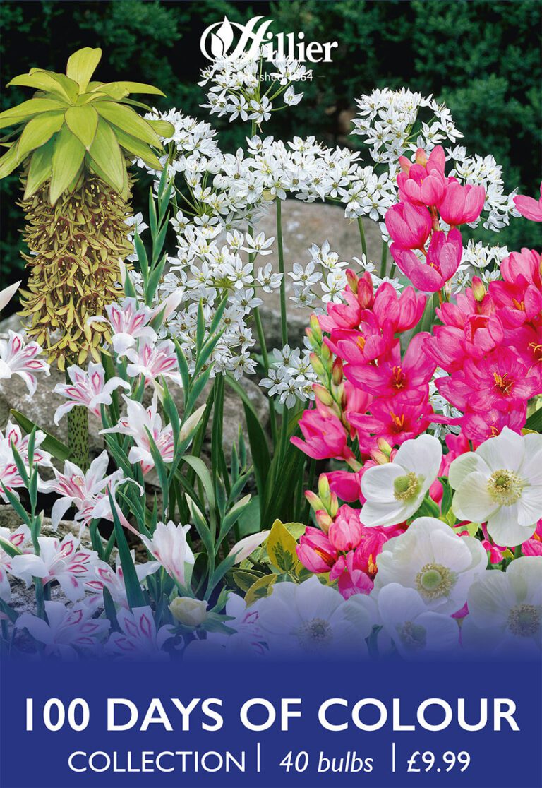 8718641997529 1 100 Days Of Colour Collection.jpg